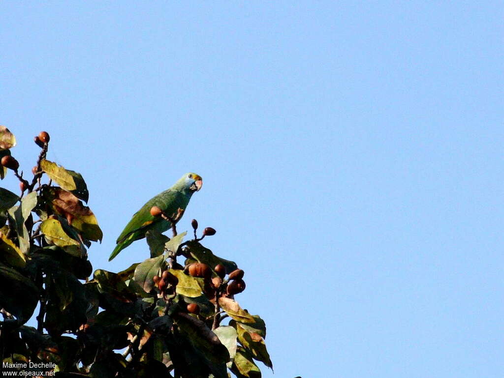 Blue-cheeked Amazonadult, identification