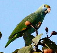 Blue-cheeked Amazon