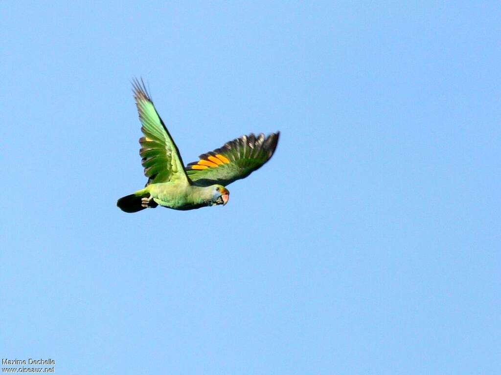 Blue-cheeked Amazonadult, pigmentation, Flight