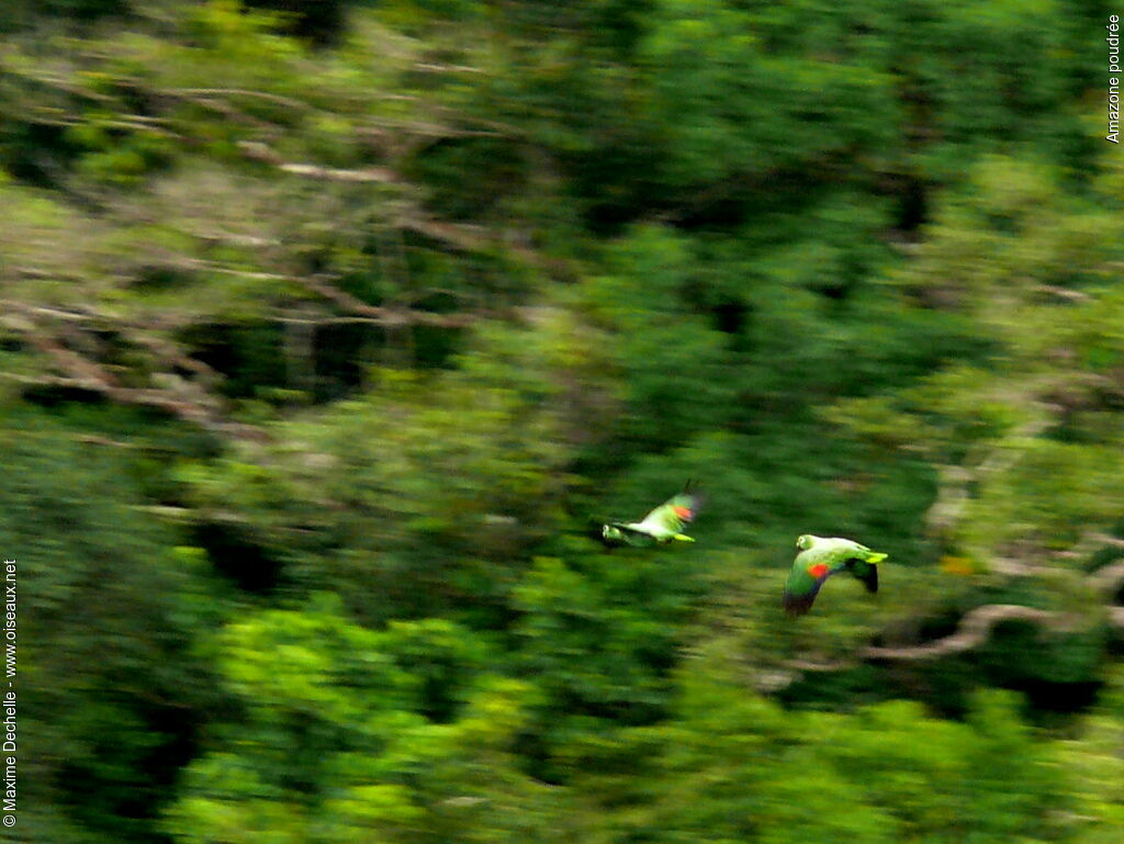 Mealy Amazon, Flight