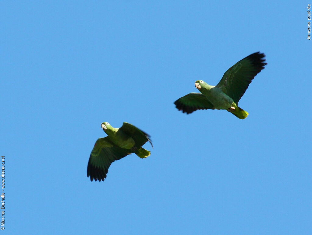 Southern Mealy Amazon adult, Flight