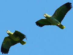 Southern Mealy Amazon