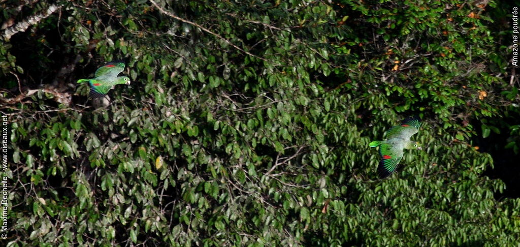 Southern Mealy Amazon , Flight