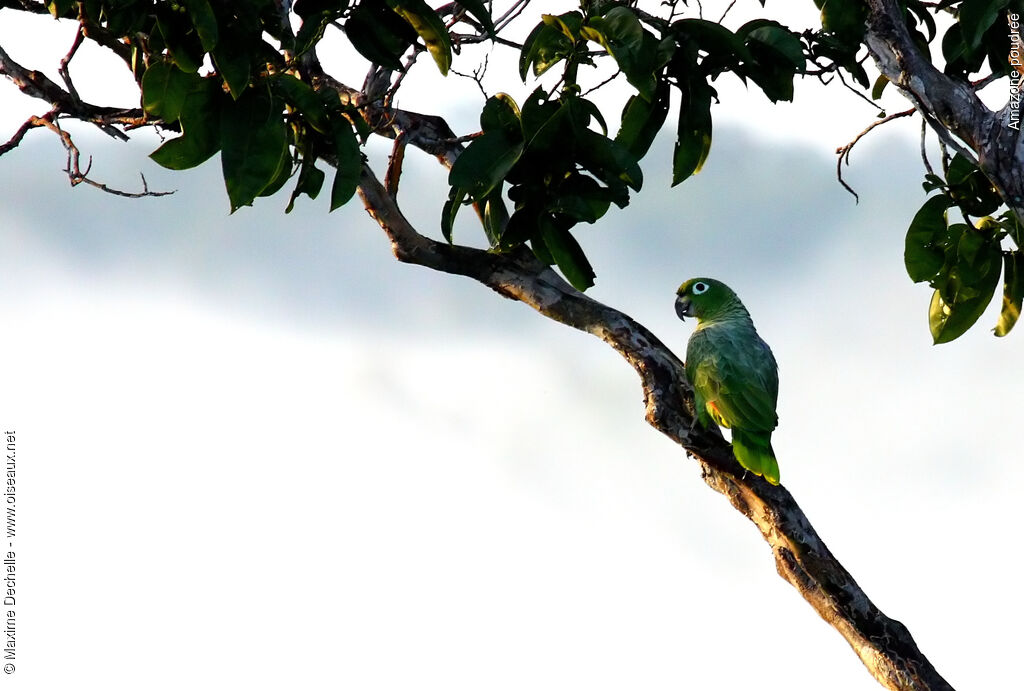 Amazone poudrée