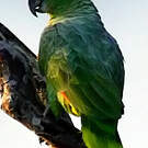 Amazone poudrée