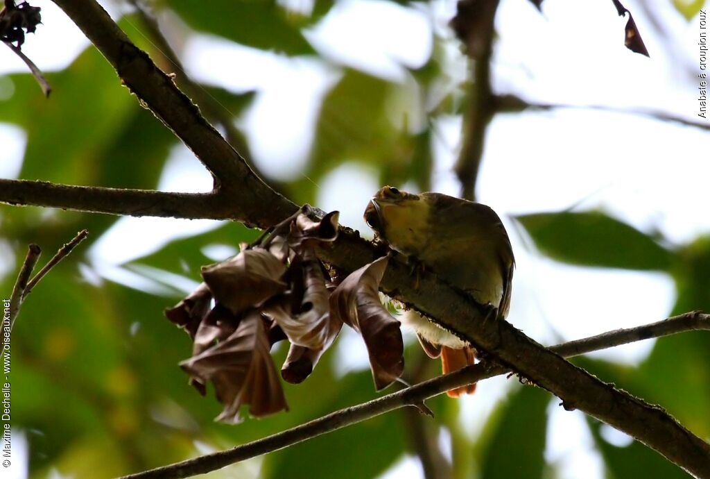 Rufous-rumped Foliage-gleaner