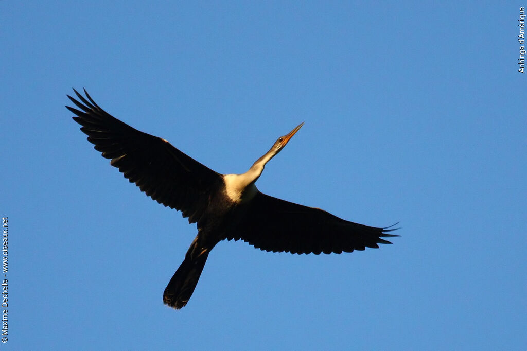 Anhinga female, Flight