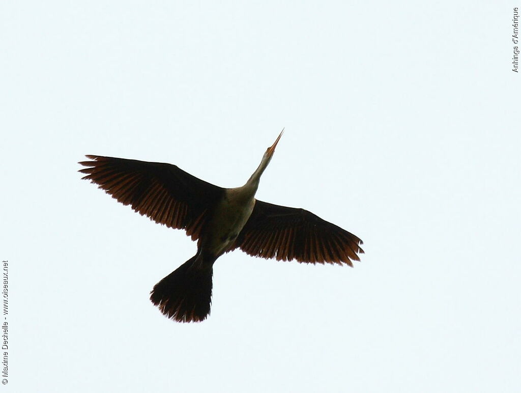 Anhinga d'Amérique femelle, Vol