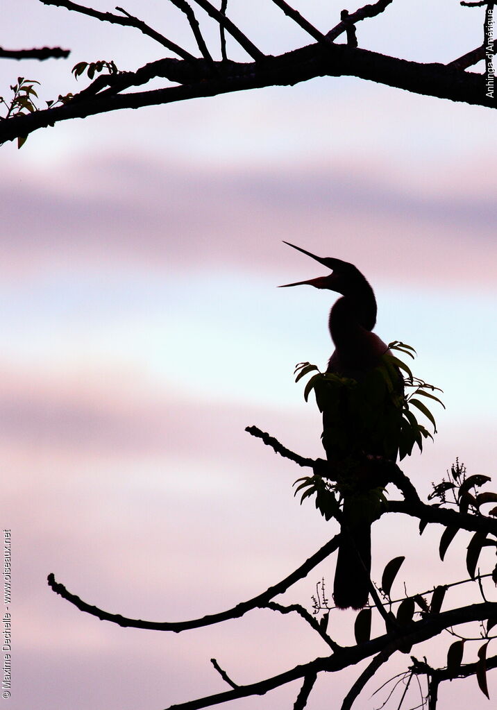 Anhinga d'Amérique femelle adulte, Comportement