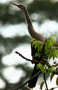 Anhinga