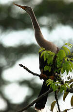 Anhinga d'Amérique