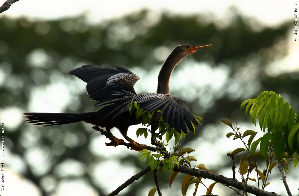 Anhinga female adult, Behaviour