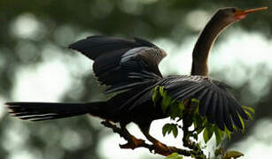 Anhinga