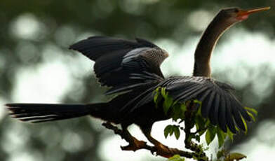 Anhinga d'Amérique