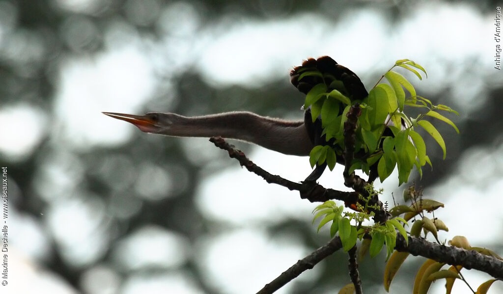 Anhinga female adult, identification