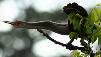 Anhinga d'Amérique