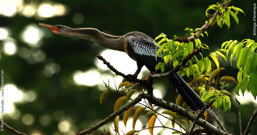 Anhinga d'Amérique femelle adulte, identification