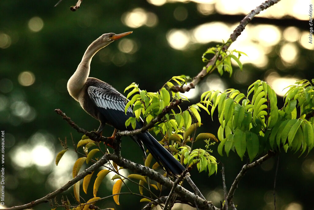 Anhinga d'Amérique femelle adulte, identification