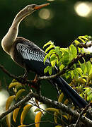 Anhinga