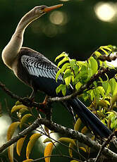 Anhinga d'Amérique