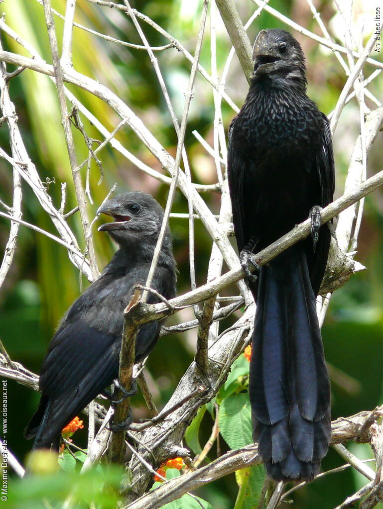 Smooth-billed Ani