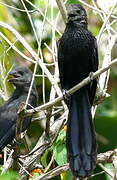 Smooth-billed Ani