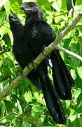 Smooth-billed Ani