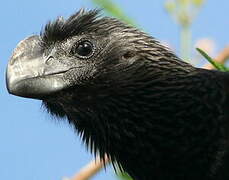 Smooth-billed Ani