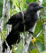 Smooth-billed Ani