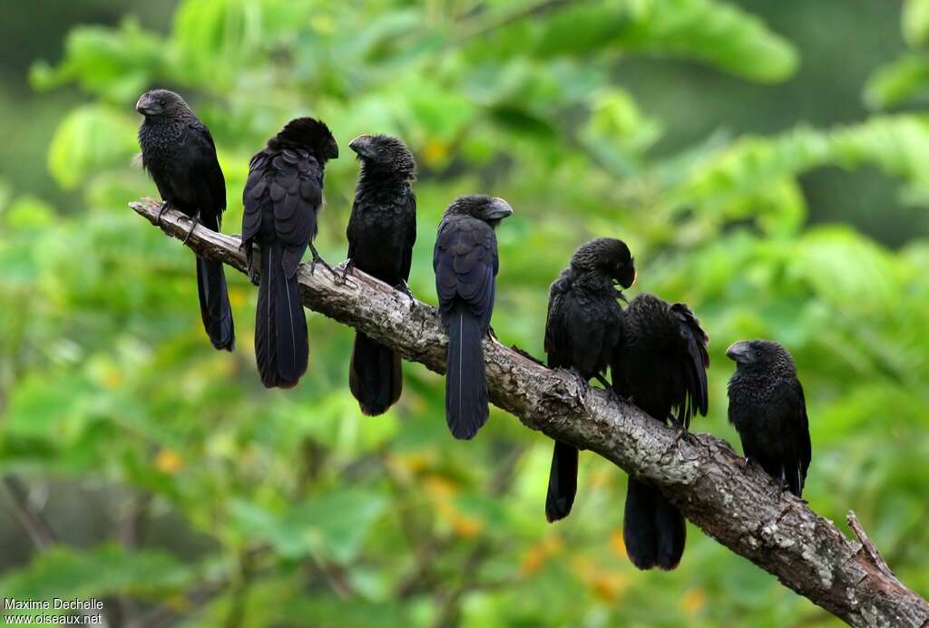 Smooth-billed Ani, Behaviour