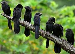 Smooth-billed Ani