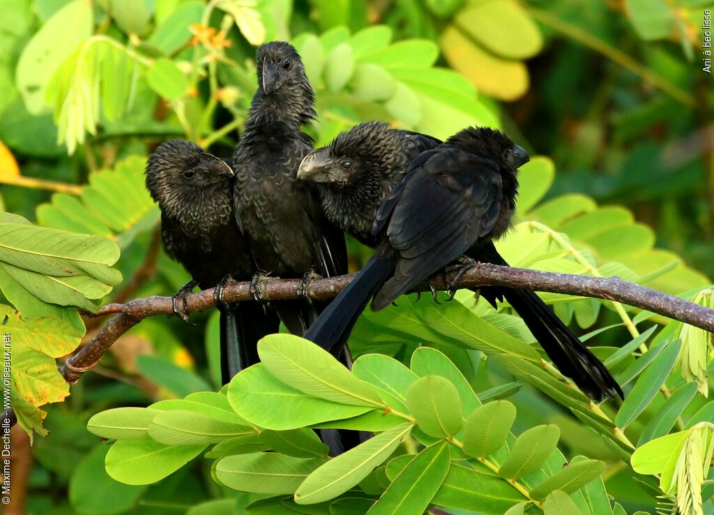 Smooth-billed Ani, Behaviour