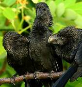 Smooth-billed Ani