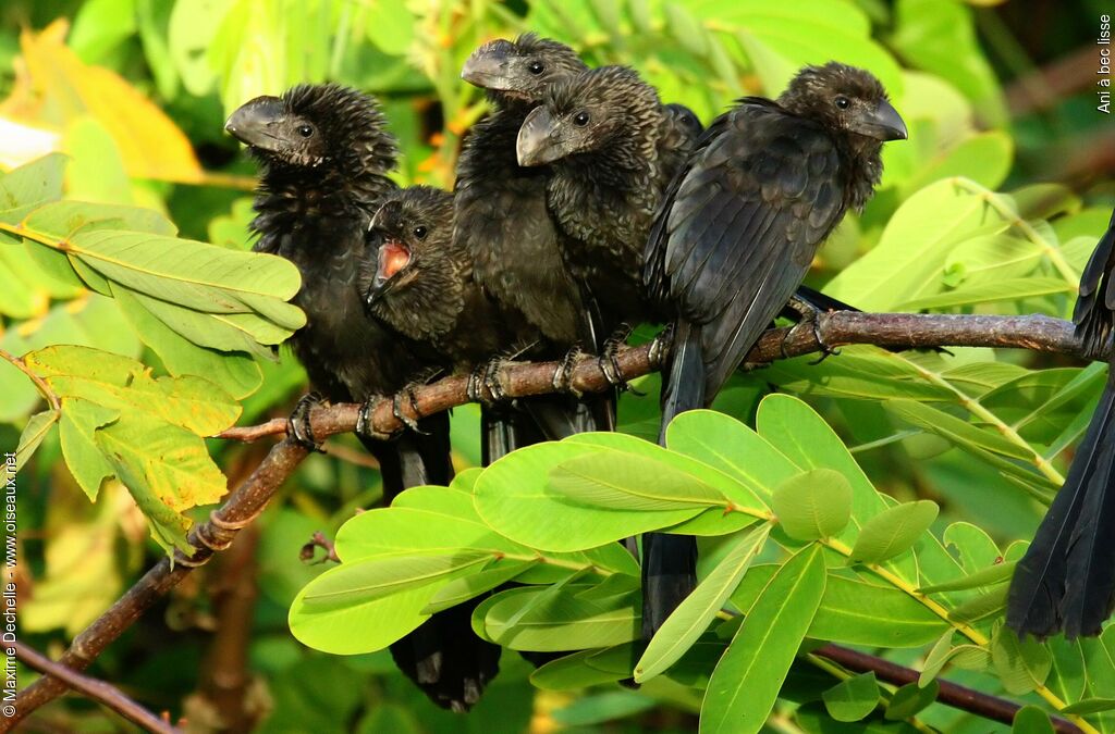 Smooth-billed Ani, Behaviour