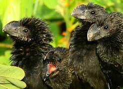 Smooth-billed Ani