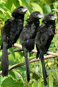 Smooth-billed Ani