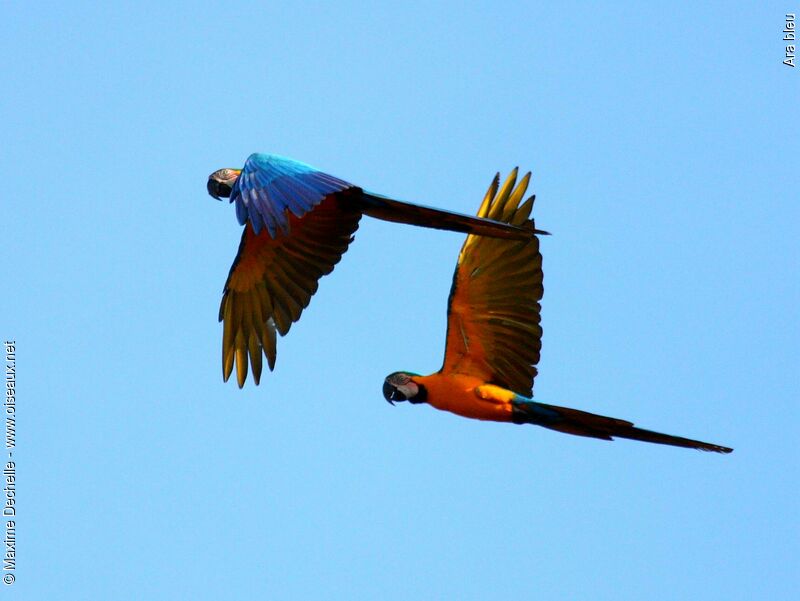 Blue-and-yellow Macaw adult