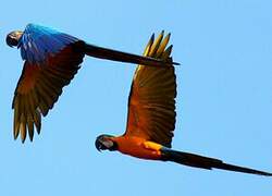 Blue-and-yellow Macaw