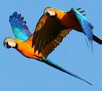 Blue-and-yellow Macaw