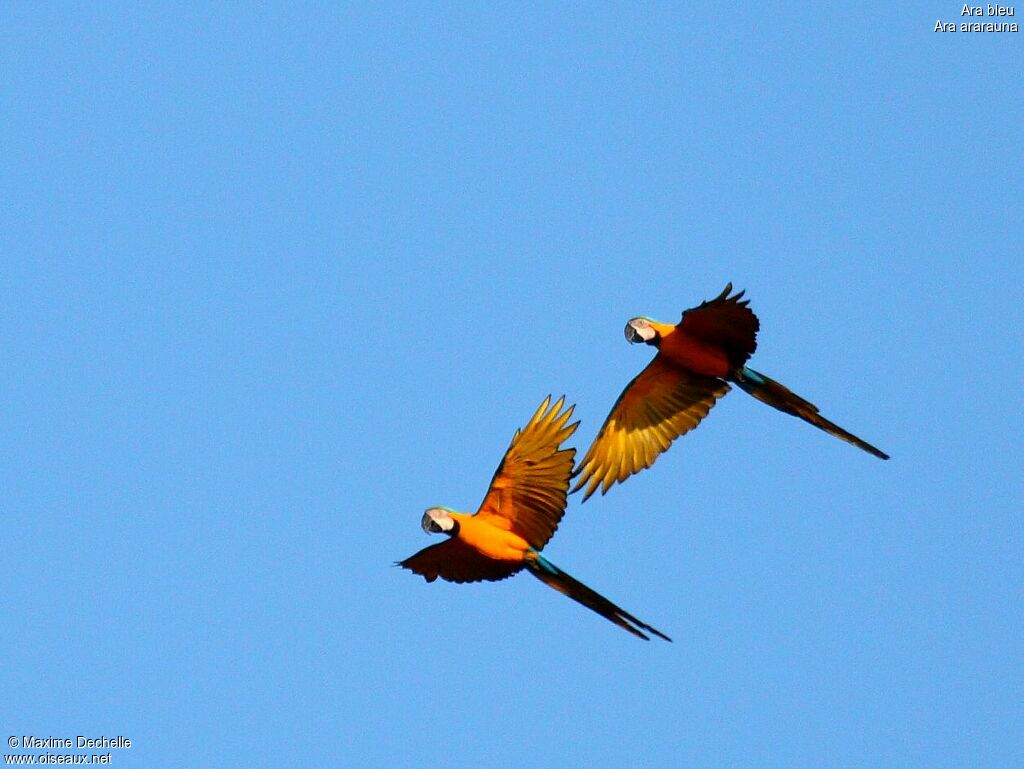 Blue-and-yellow Macaw adult