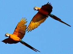 Blue-and-yellow Macaw