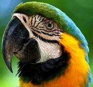 Blue-and-yellow Macaw