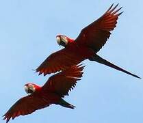 Red-and-green Macaw