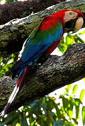 Red-and-green Macaw