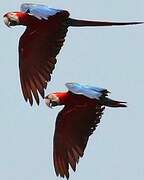 Red-and-green Macaw