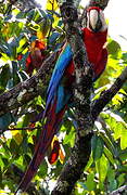 Red-and-green Macaw