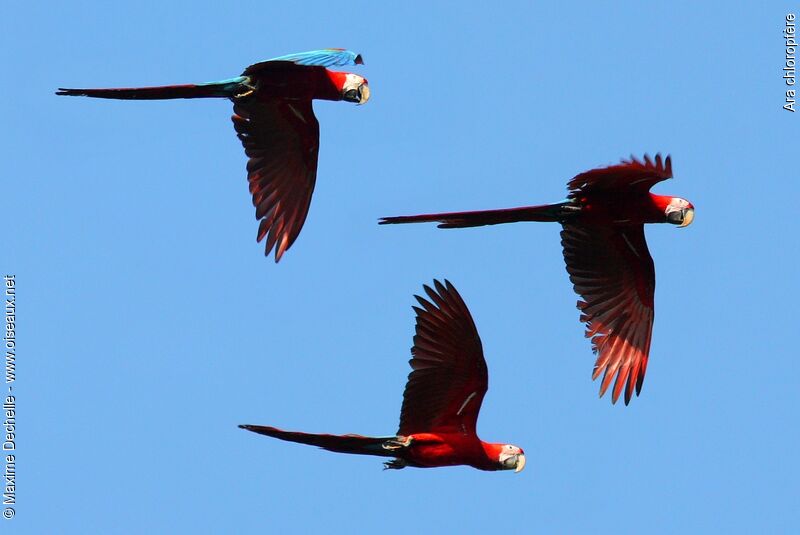 Red-and-green Macaw, Flight