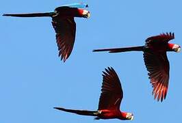 Red-and-green Macaw