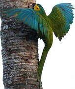 Red-bellied Macaw