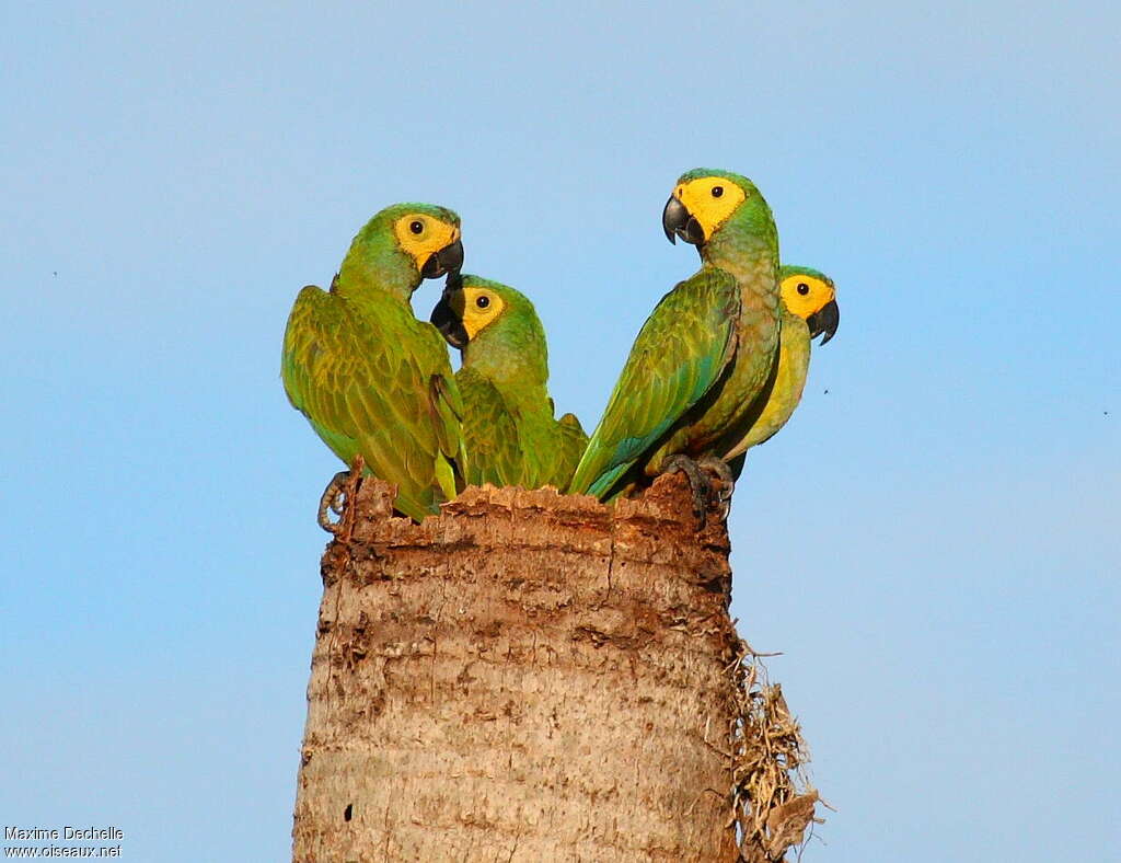 Red-bellied Macaw - Orthopsittaca manilatus adult - maxd58649